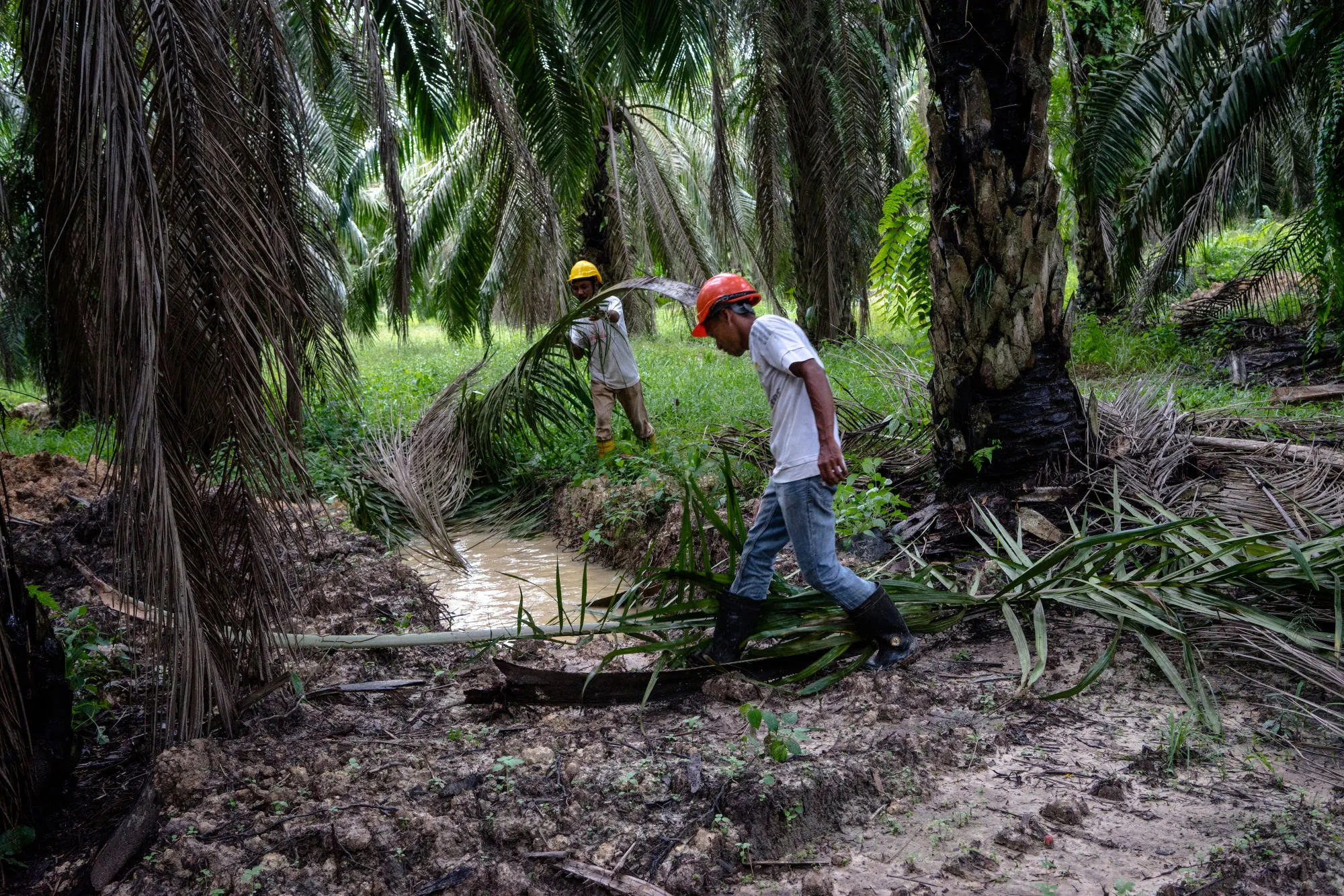 Palm Oil Operations at the United Malacca Bhd. Bukit Senorang Estate