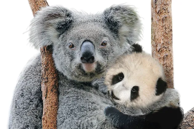 Qantas has seven weekly flights to China. Chinese carriers have more than 50