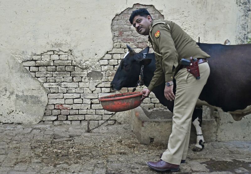 Javed Khan, SHO (Station House Officer) of a Police is pictured by a cow adopted by him near his residential quarter in Aligarh, Uttar Pradesh,
