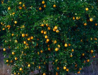 relates to World’s No. 2 Citrus Exporter Challenges EU on Restrictions