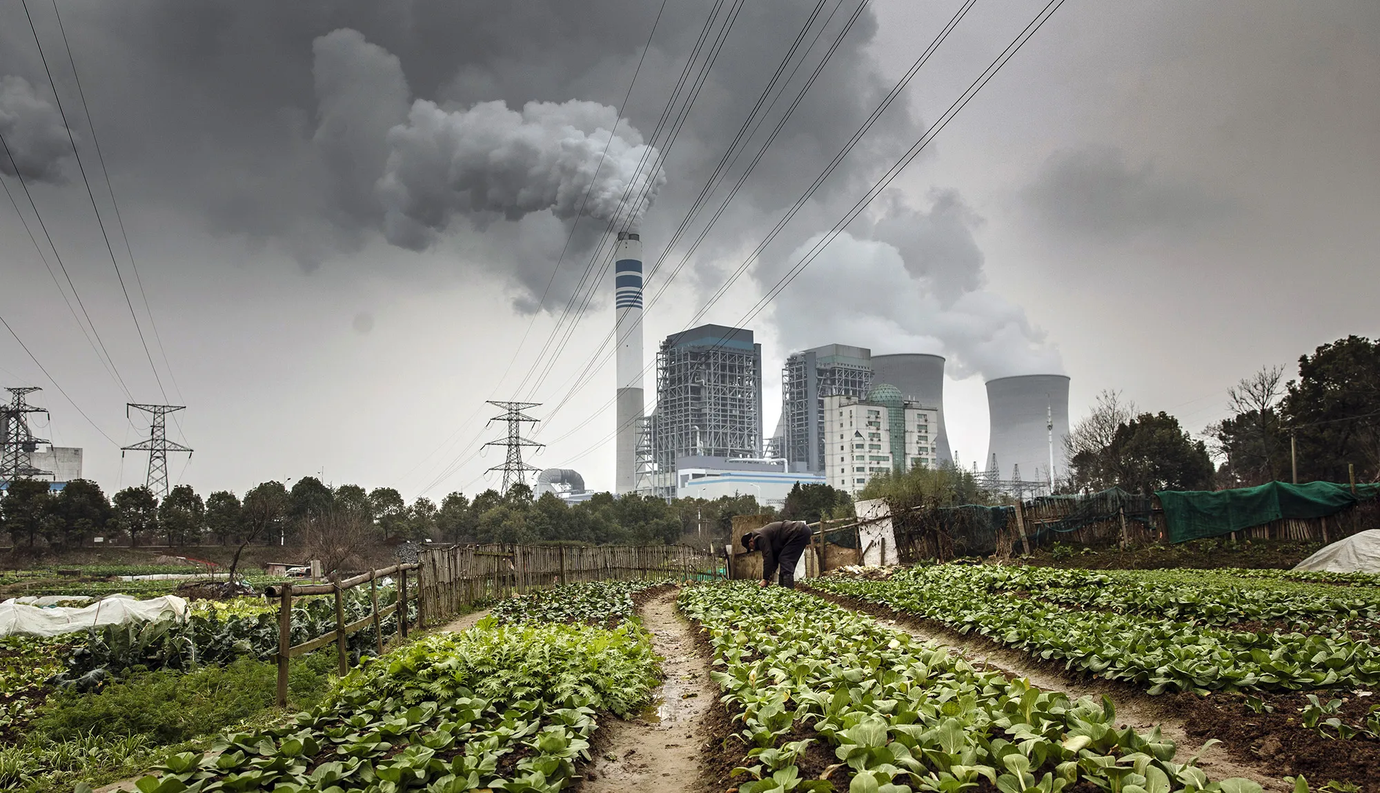 A man tends to vegetables as emissions rise from a nearby coal-fired power station in Tongling, Anhui province, China.