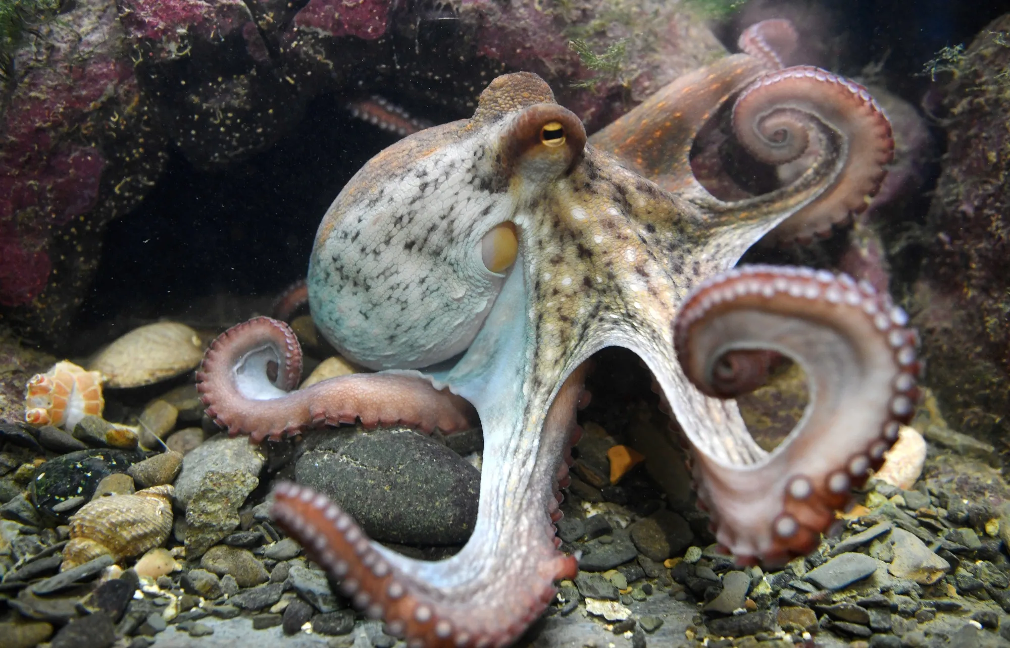A marine heatwave has led to boom in octopus.