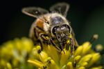 The expansion of biofuel-driven corn and soybean cultivation across the US midwest could diminish the diverse vegetation essential to bee populations.