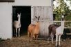 Llamas Are Big Pharma’s Secret Weapon to Find New Drugs