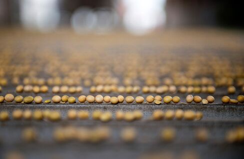 Soybean harvest.