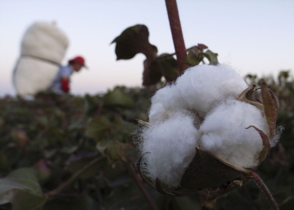 Why Trump’s New Tariff Plan Focuses on Forced Labor