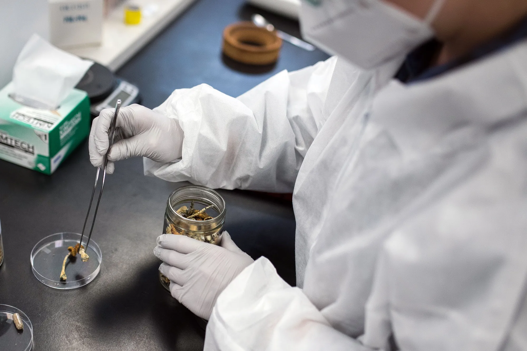 A lab&nbsp;researcher removes a psilocybin mushroom from a container at the Numinus Bioscience lab in Nanaimo, British Columbia.