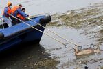 Retrieving a pig from the Huangpu River in Shanghai on Monday, March 11