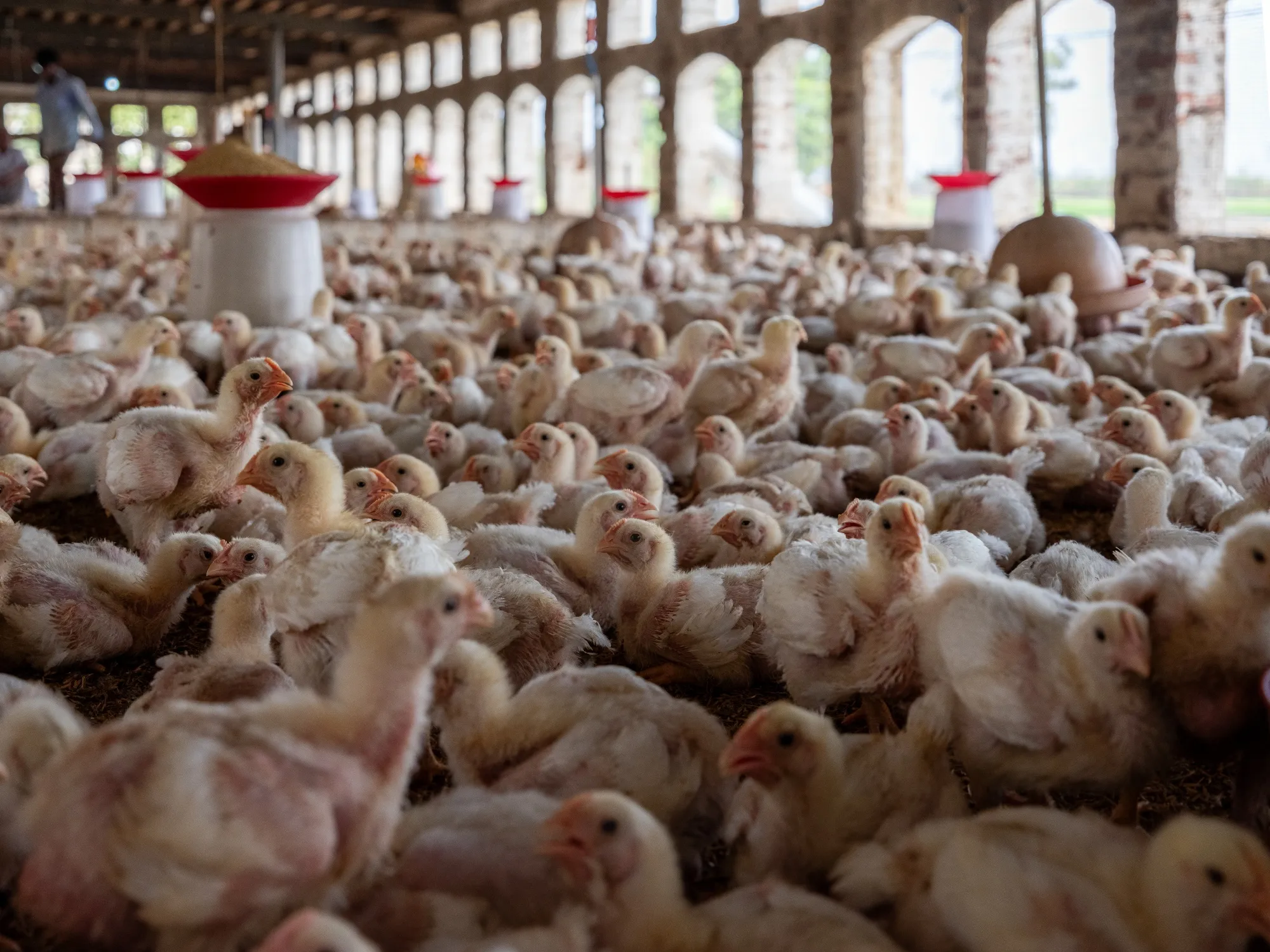 Chickens feed at a poultry farm near Karnal, India