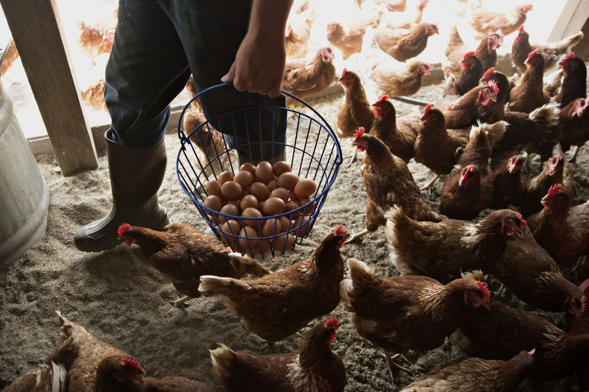 Eggs are collected from a barn of Lohmann Brown chickens at a farm in Illinois, U.S.