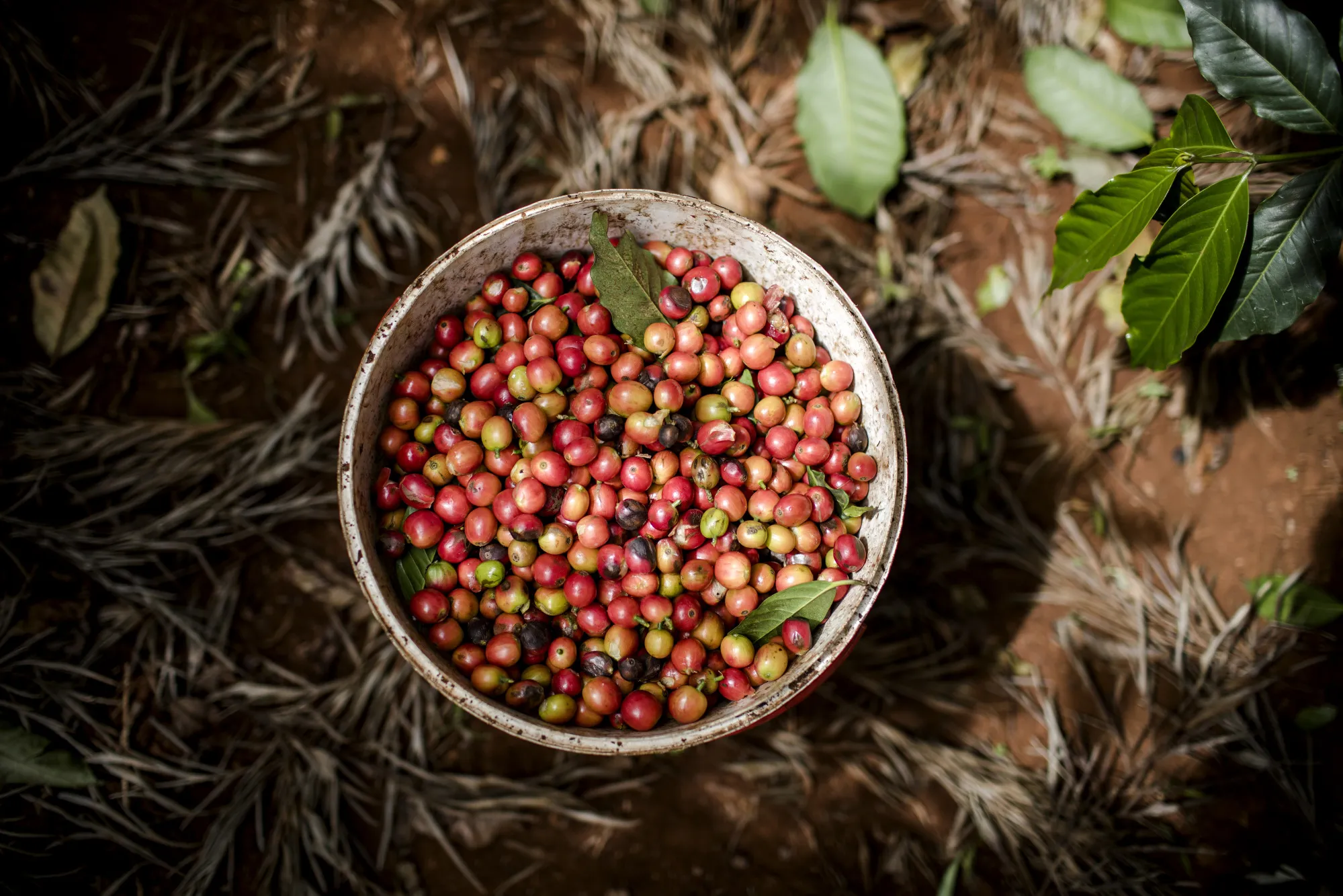 Picked ripened coffee cherries sit in a bucket during a coffee harvest at the Mandela Estate, Gatundu South, in Kiambu County, Kenya, on Thursday, Dec. 14, 2017. The U.S. surpassed Germany to become the biggest buyer of Kenyan coffee when its purchases jumped 46 percent to 8.9 million kilograms (19.6 million pounds) in the 2016-17 season, according to the East African nation’s Coffee Directorate.