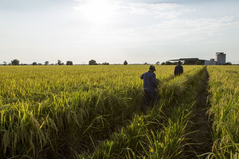 Farmers clear a path between rice fields in Sekinchan, Malaysia.