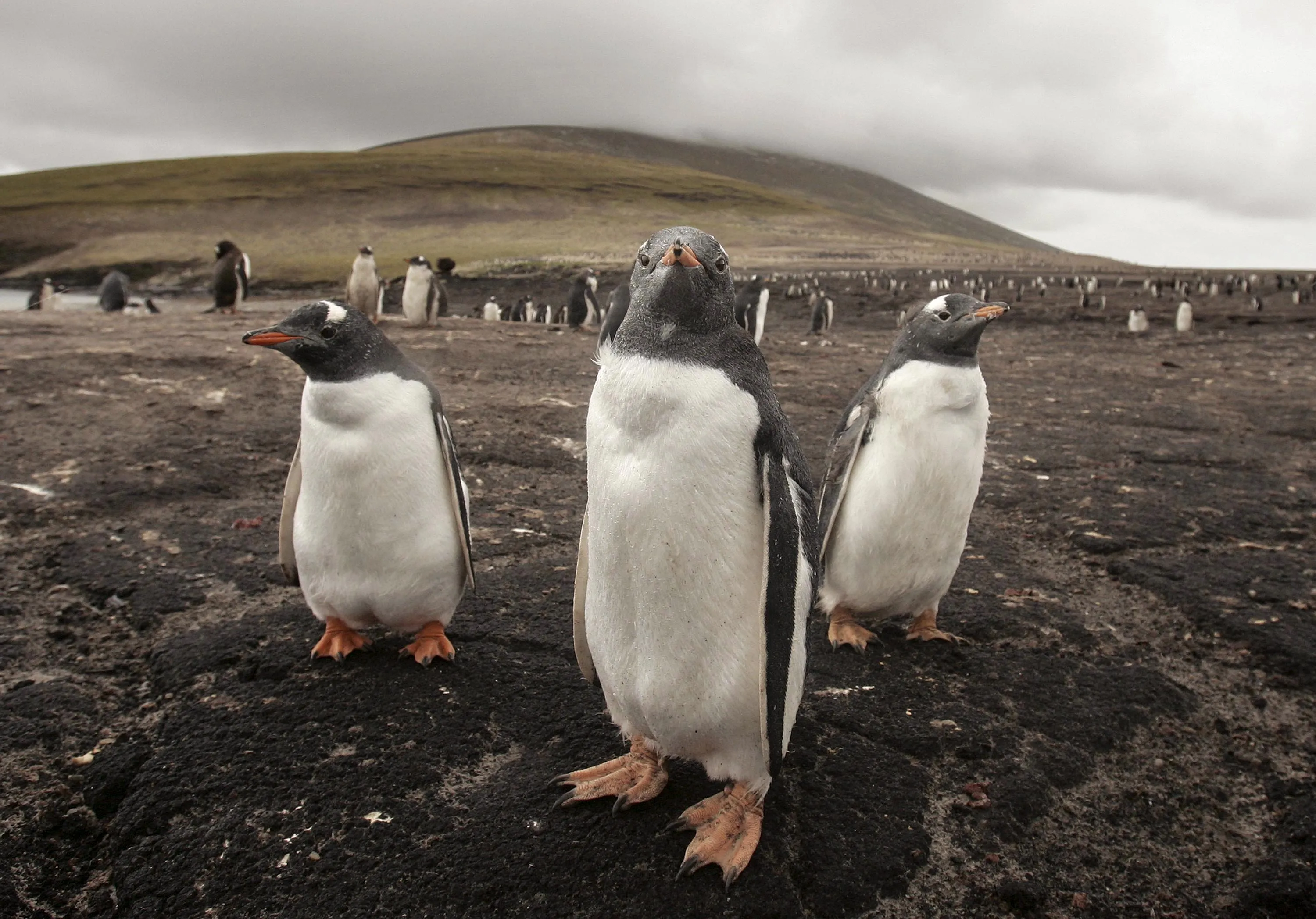 Magellanic penguins