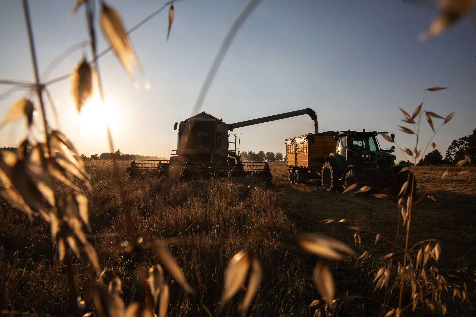 A barley grain harvest&nbsp;in Simanov, Czech Republic.