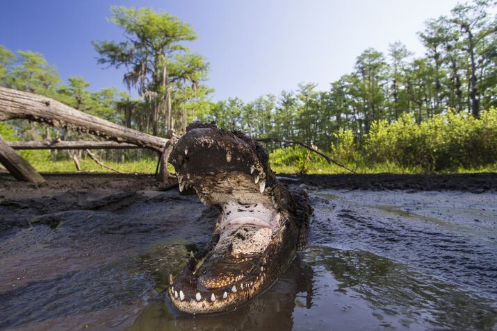 Trump Plans to Offload National Park Sites, But States Don’t Want Them
