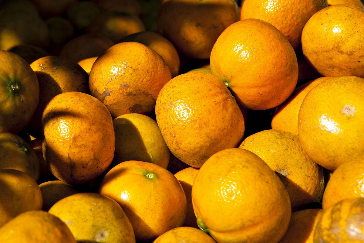 Florida Orange Crop Seen Heading for Longest Slide in a Century Bloomberg