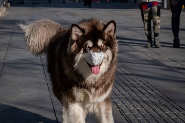 A dog wearing a face mask walks on a street in Beijing.