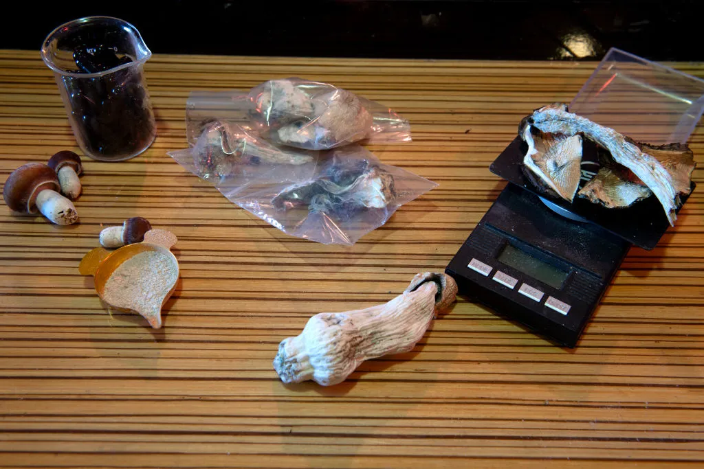 A tray of psilocybin mushrooms.&nbsp;