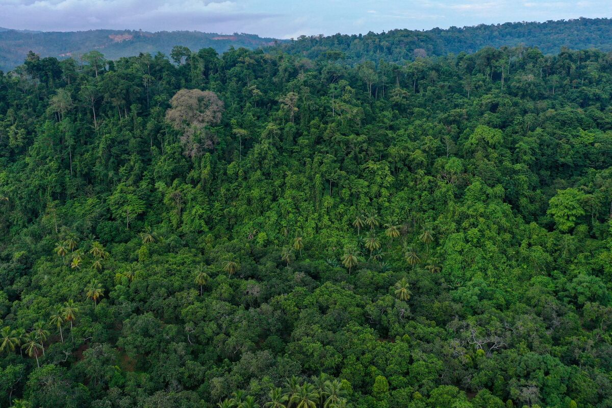 Tencent Inks First Deal for Carbon-Removal Credits Outside China