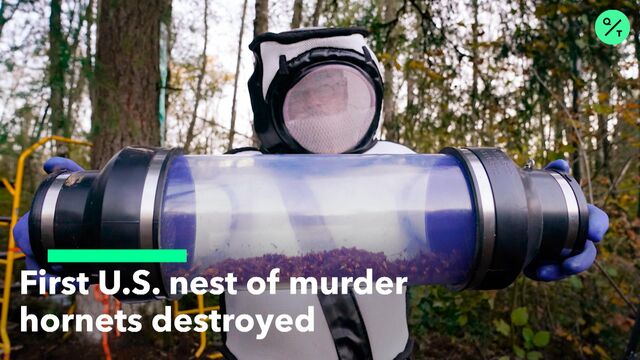 First U.S. Murder Hornet Nest Destroyed