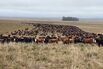 Booming Beef Industry Has Urban Cowboys Lining Up to Buy Cattle in Uruguay