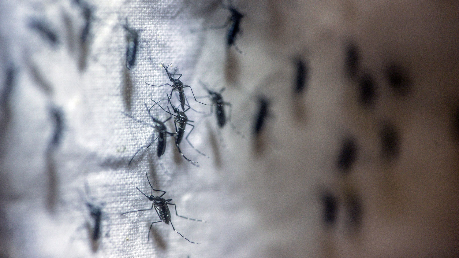Adult mosquitoes are seen in an egg production cage in the laboratory at the Oxitec Ltd. facility in Campinas, Brazil, on March 1, 2016.
