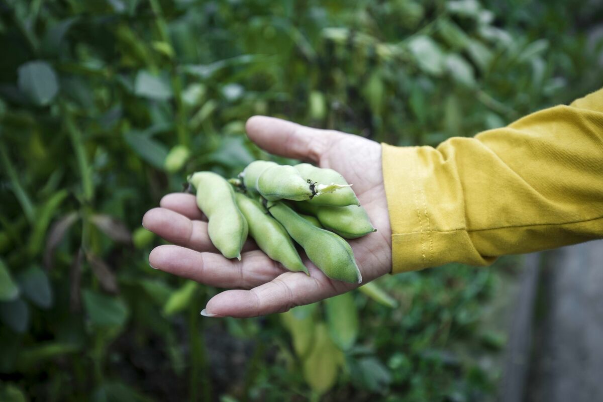 Beyond Meat Supplier Mulls Fava Beans to Tap Protein Craze - Bloomberg