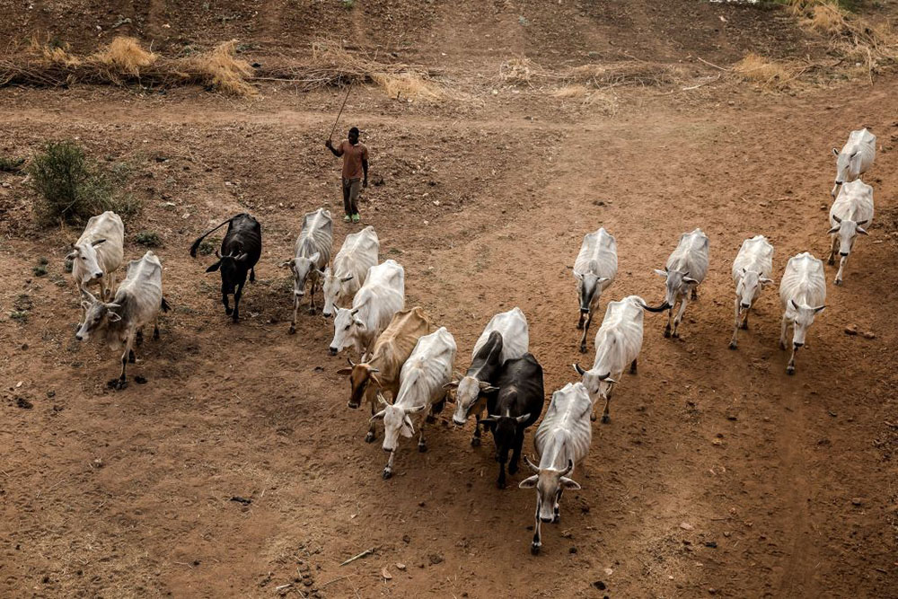 Hausa-Fulani pastoralists on the move while grazing cattle on the outskirts of Sokoto, Nigeria, in 2019.