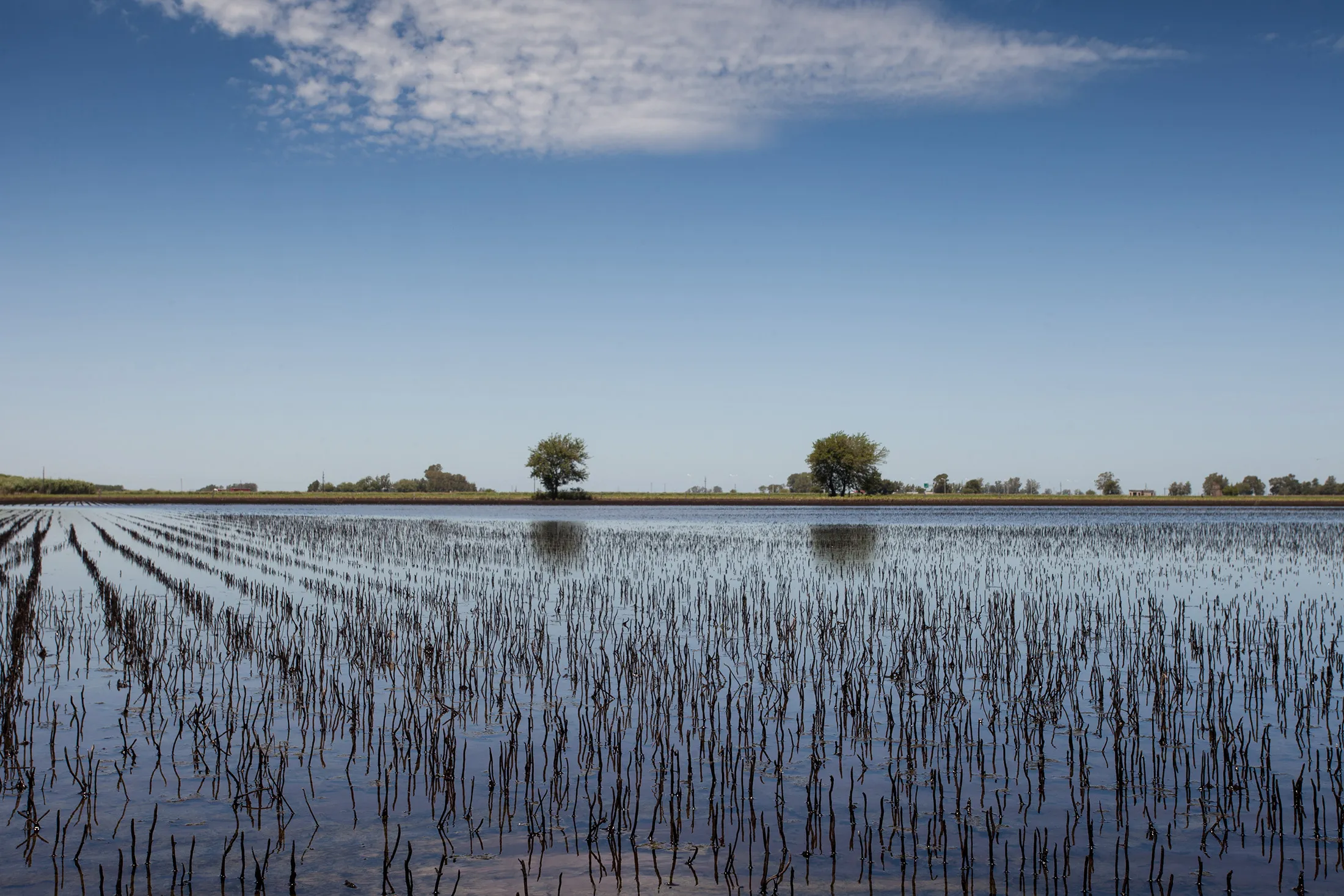 Flooded soybean fields in Santa Fe, Argentina, on Jan. 20, 2017.&nbsp;