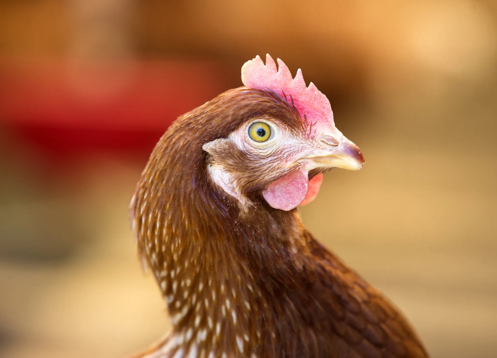 La Ferme Des Quatre Temps Organic Farm As Billionaire Desmarais Takes Page From Rockefeller In Farm Push