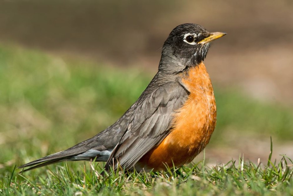 Suburban Birds Are Reservoirs for Lyme-Disease Bacteria - Bloomberg