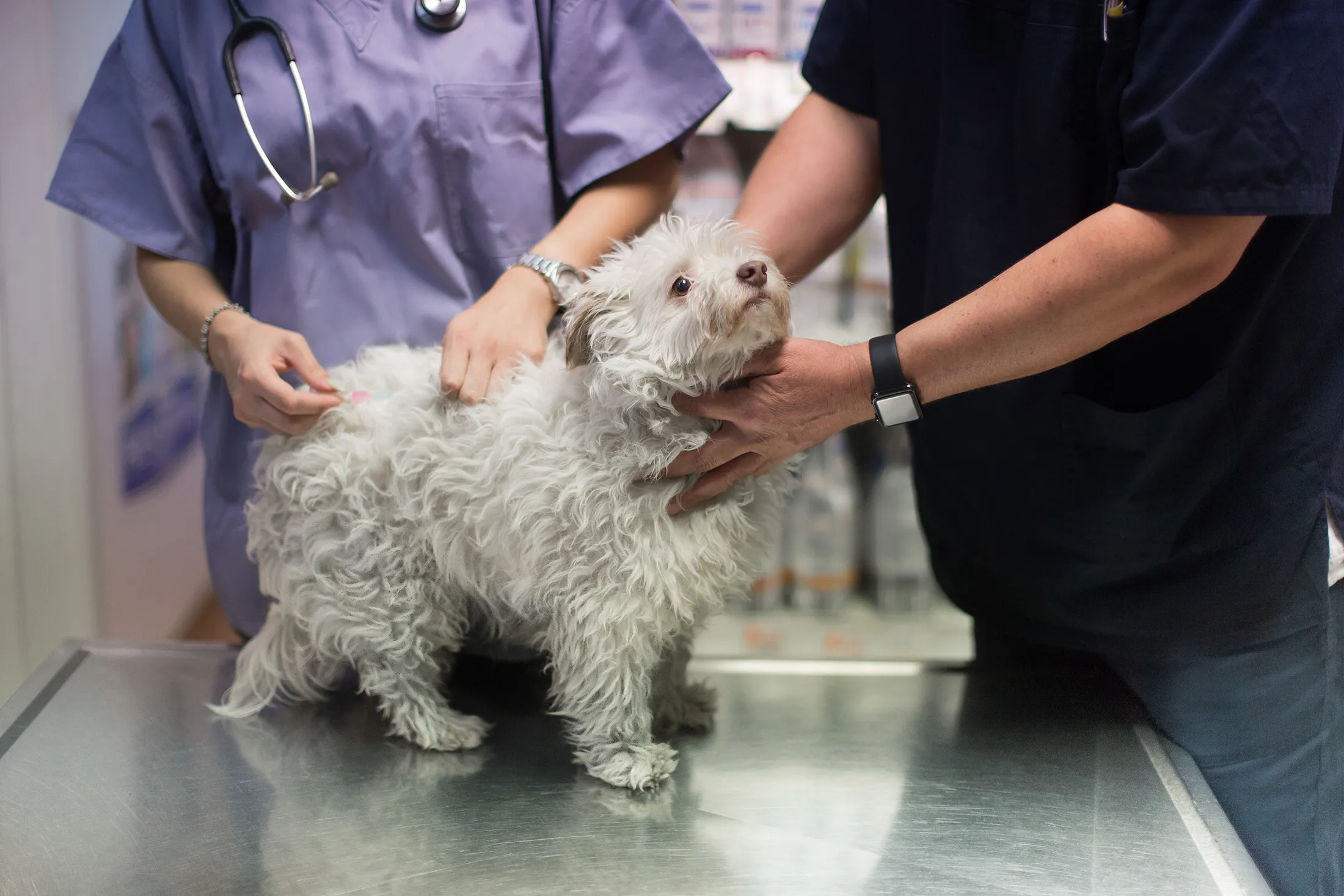 More than half of US dogowners expressed concerns about vaccinating their dogs.