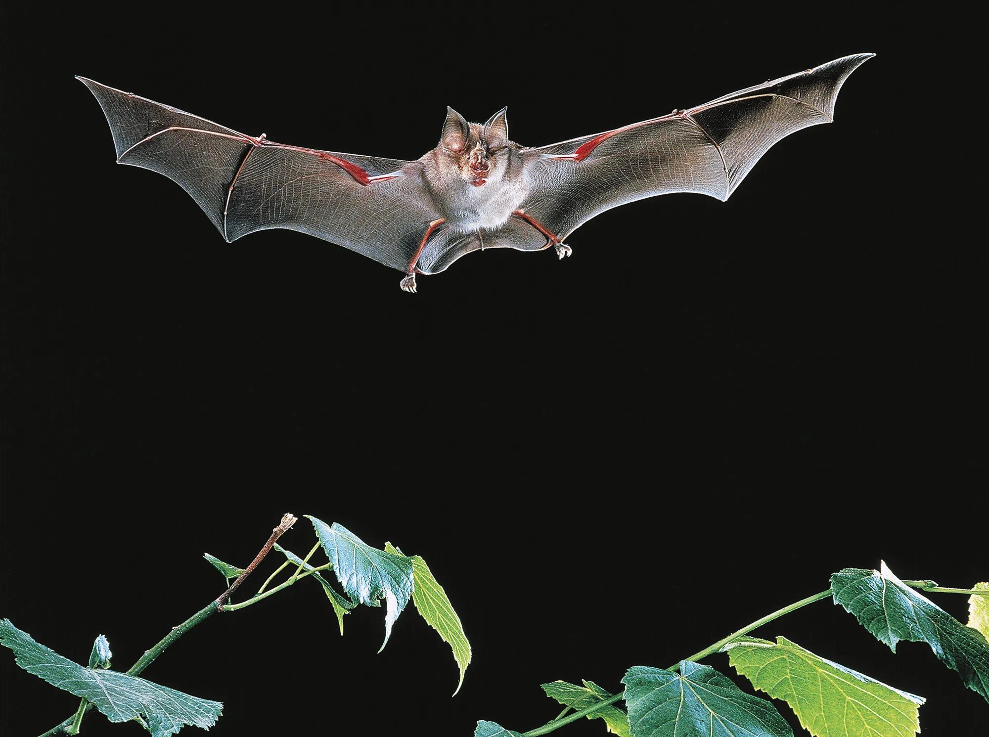 Greater Horseshoe Bat.
