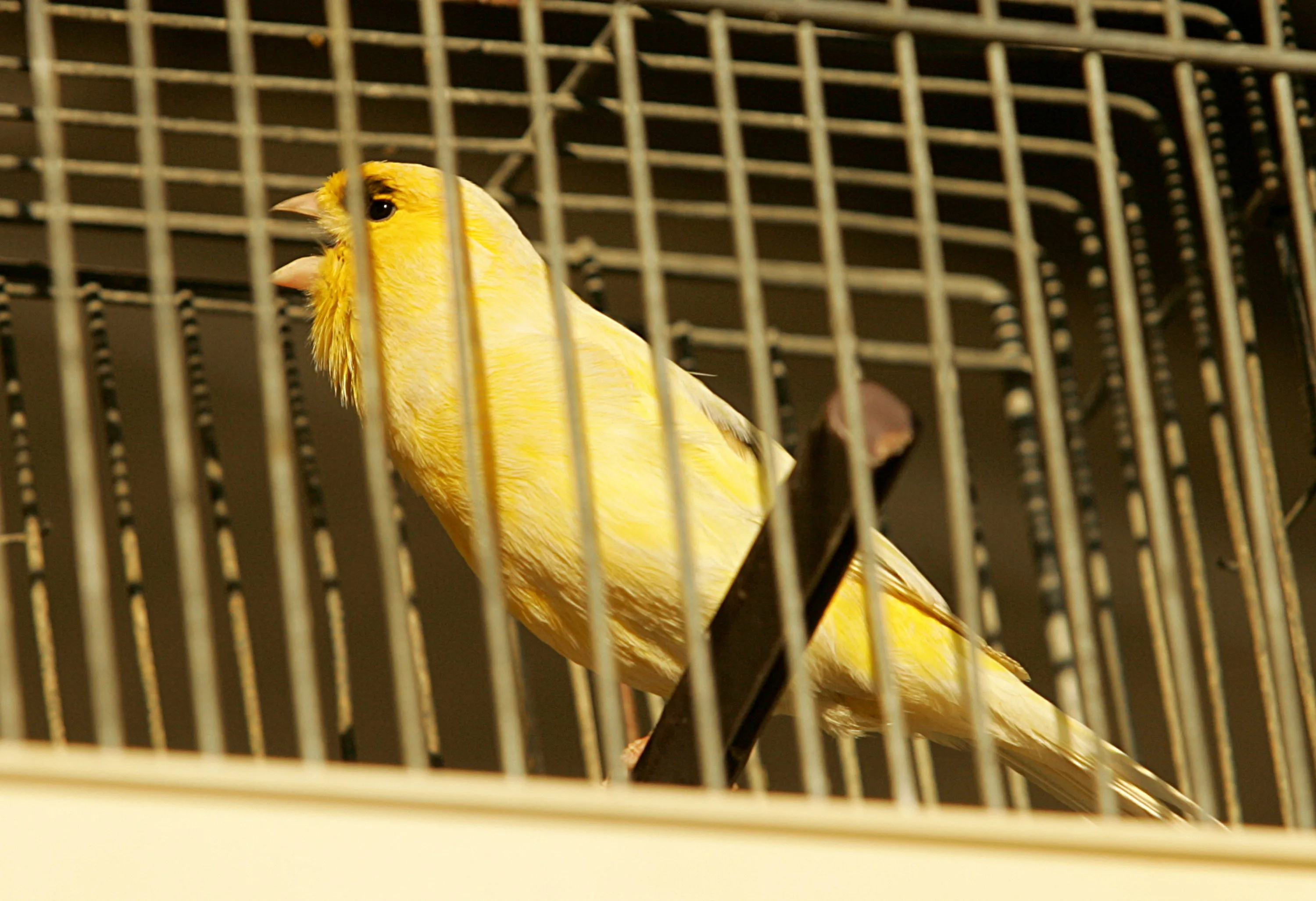 A locally bred Canary bird is seen in a cage at a bird shop.
