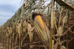 A corn field on a farm in Baxter, Iowa.