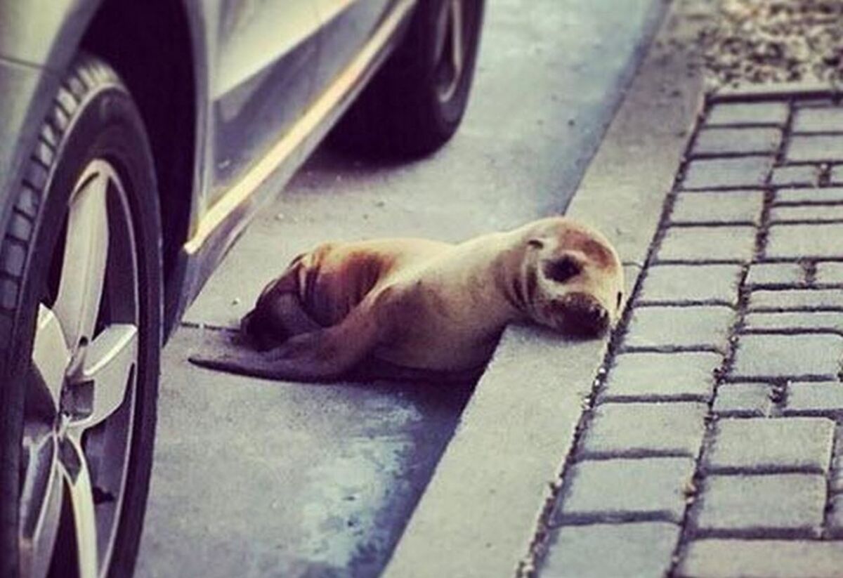 30 years alongside sea lions in the San Francisco Bay - ABC7 San Francisco