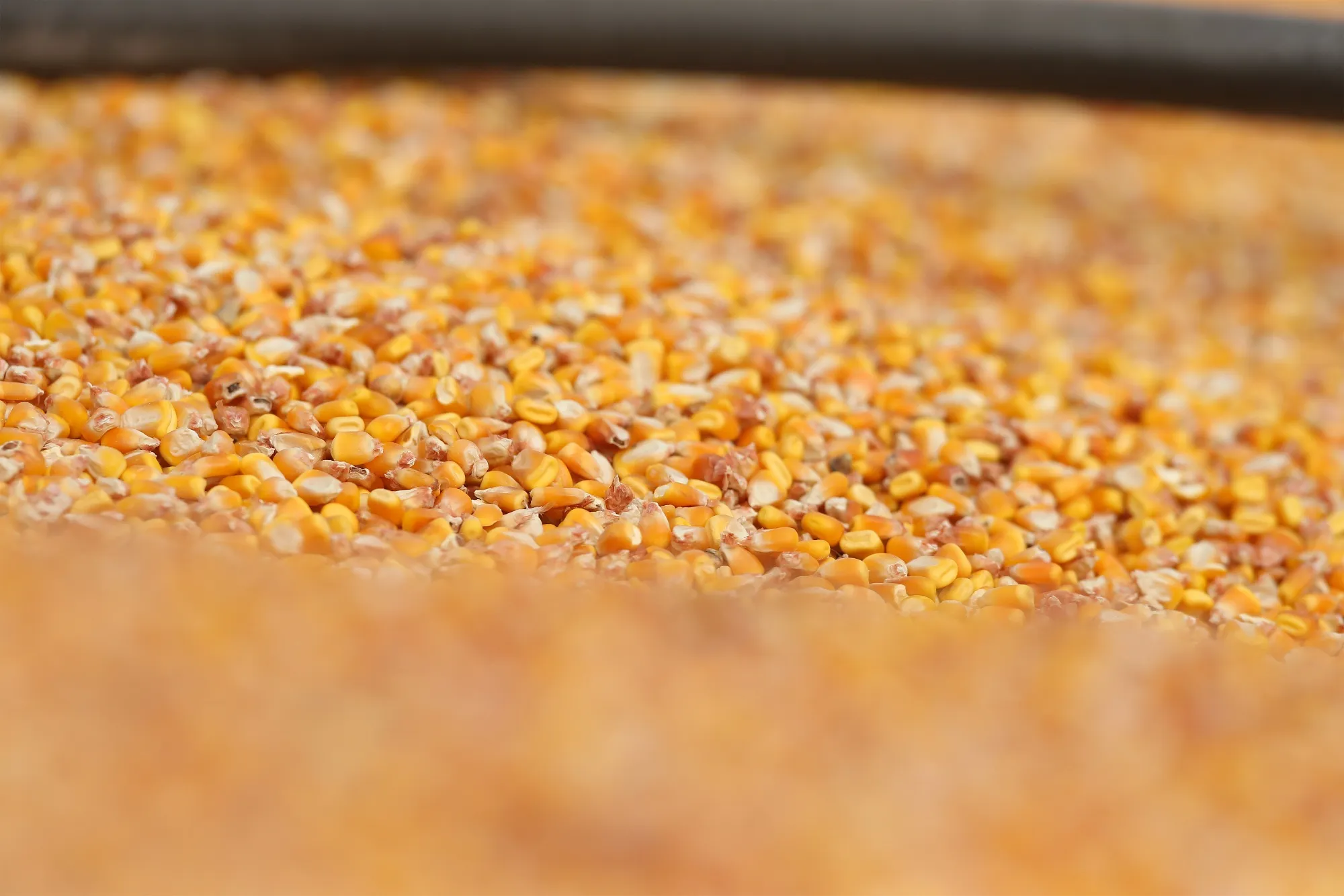 A Corn Harvest As Coronavirus Roils Food Prices