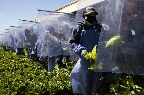 Only Eight U.S. States Have Virus Rules for Farms as Cases Rise