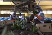 Operations At Produce Packing Facilities As Bolivian Economy Set To Expand