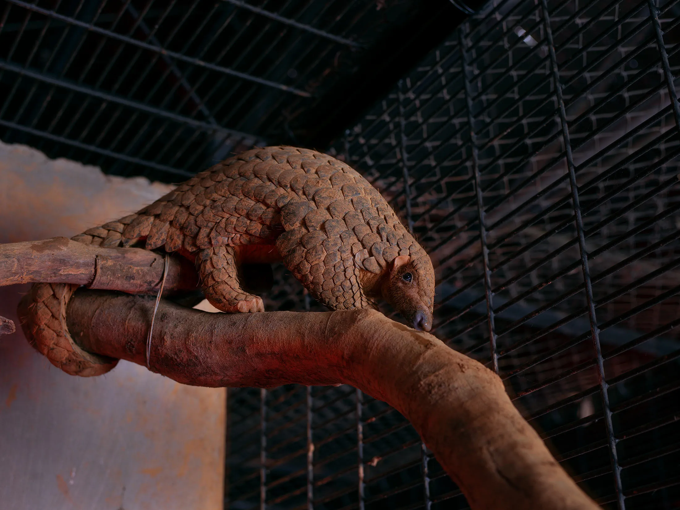 Demand for Pangolin Scales Could Bring the Species to Extinction - Bloomberg