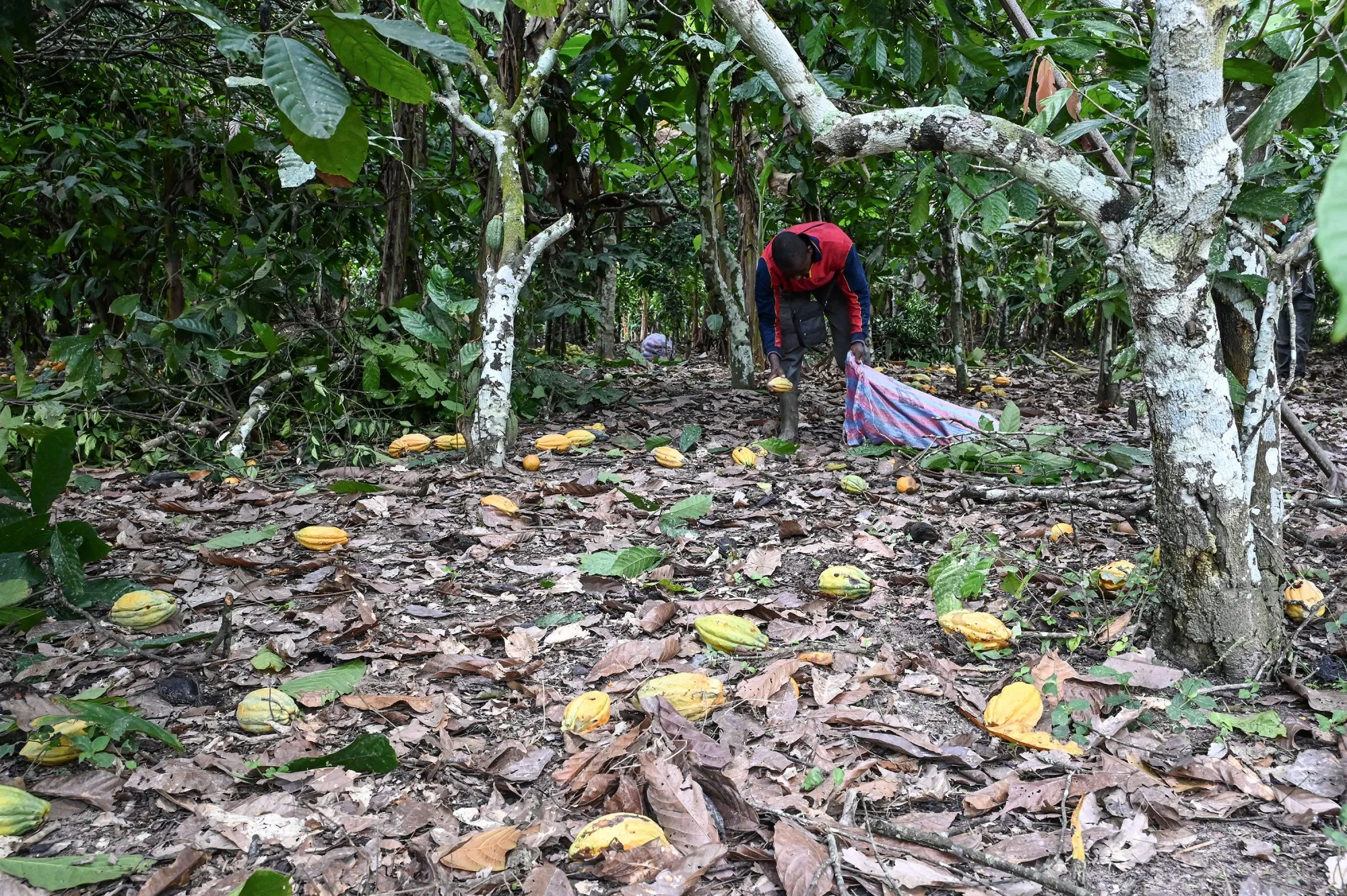 An agricultural worker gathers cocoa pods at a plantation in Hermankono, Ivory Coast.