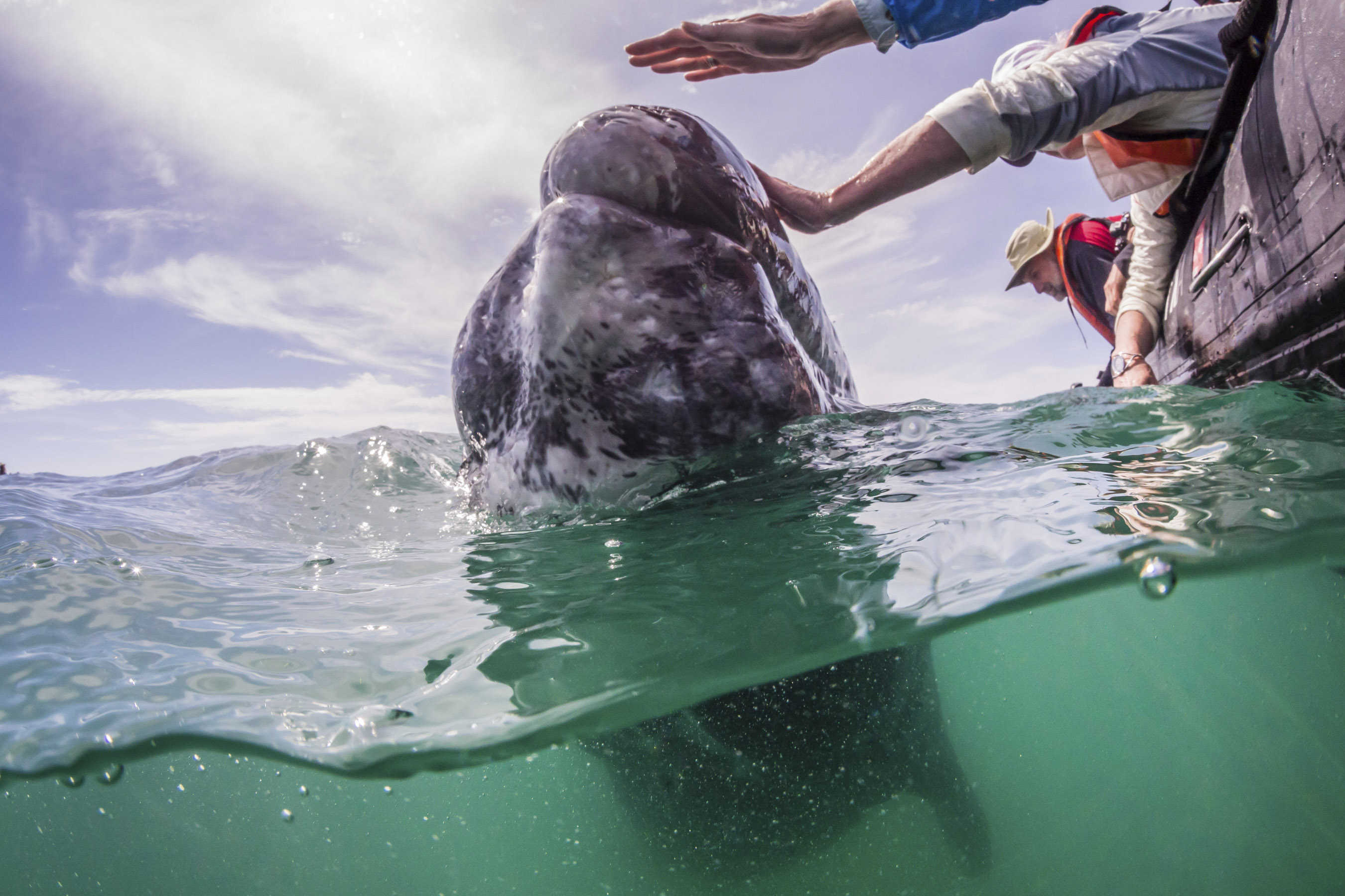 Petting a gray whale calf in Mexico’s San Ignacio Lagoon.