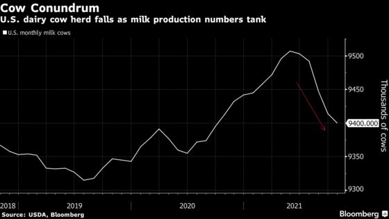American Cows Are Making Less Milk as Farmers Cut Back on Feed