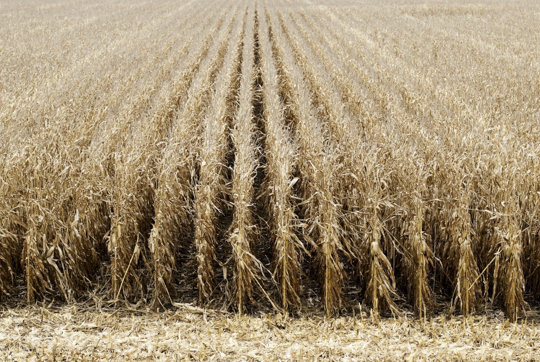 Corn is harvested, east of Gayville, South Dakota.