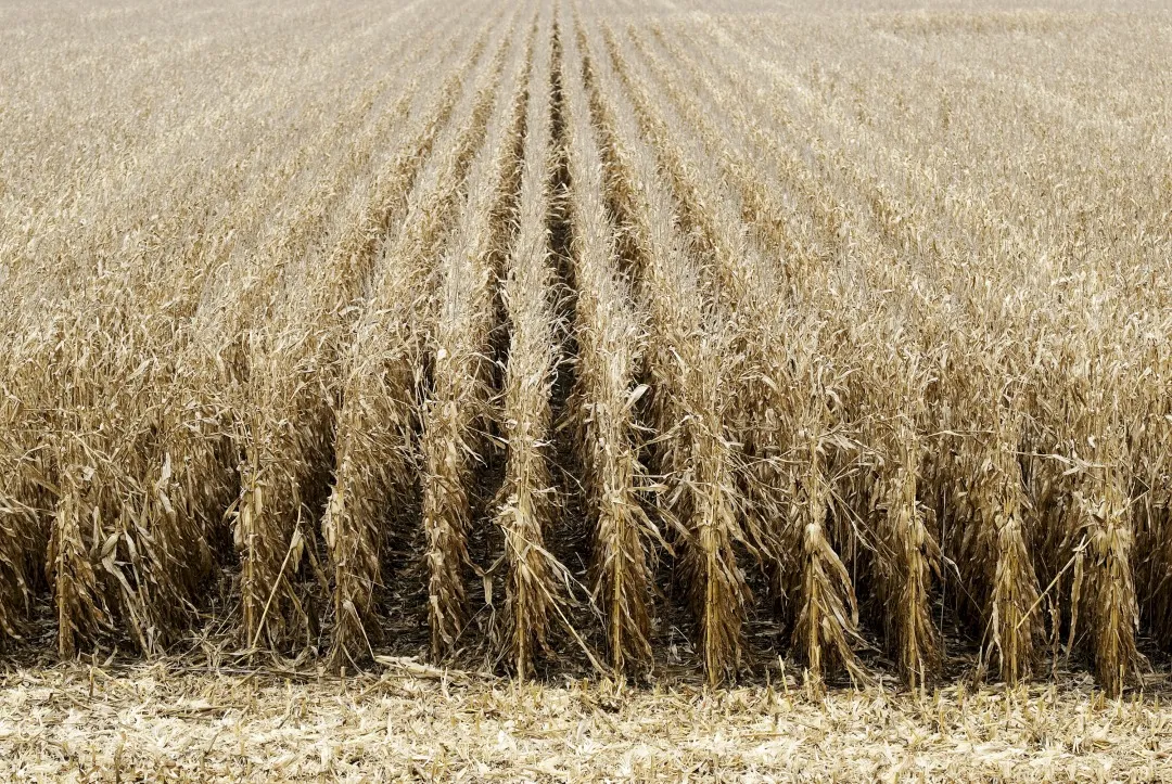 Summit Carbon Pipeline in US Corn Belt Awaits State Permits, Farmer ...