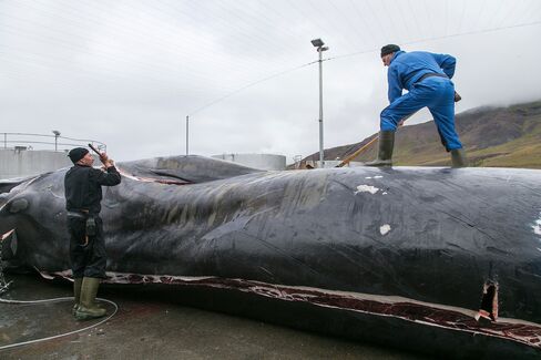 Workers cut up whale meat at the Hvalfjordur whaling station.