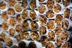 JT Group to Buy Cigarette Maker Vector of US for $2.4 Billion