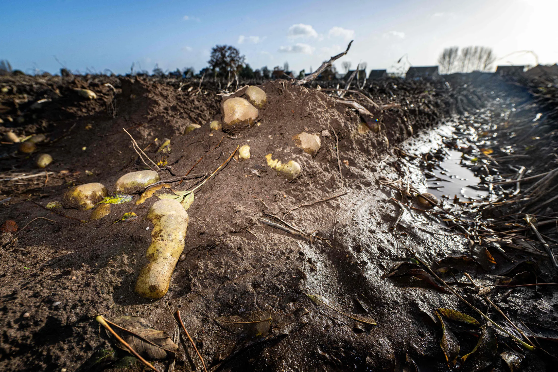 A flooded potato field near Antwerp, Belgium in November.