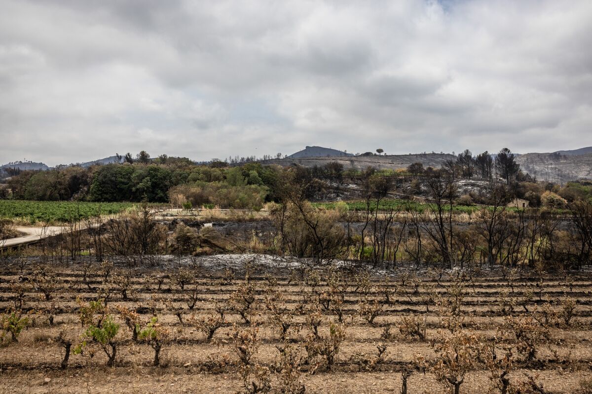 French Wine Output to Fall Below 2024 After Fires Ravage Vines