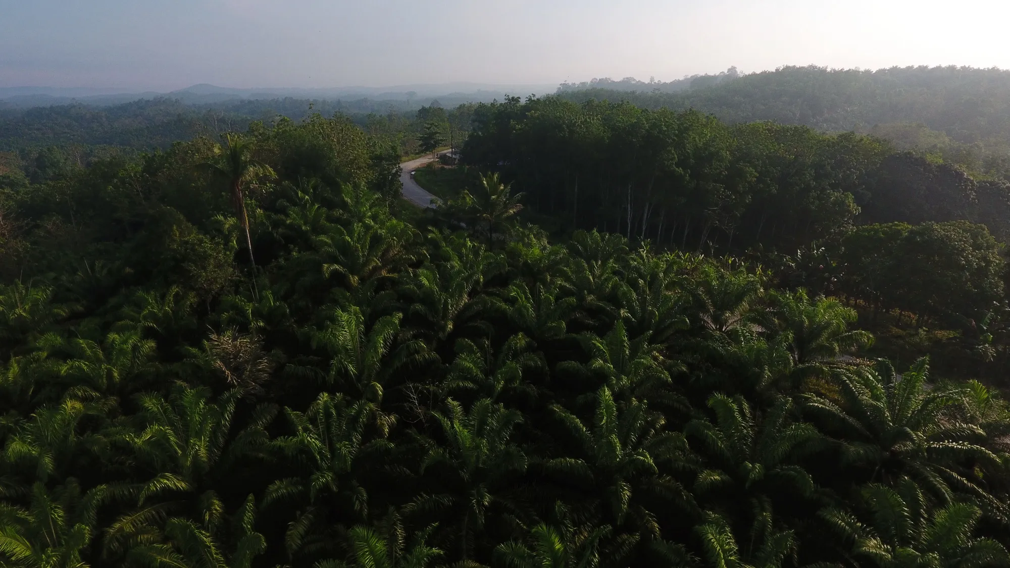 A road cuts through palm plantations and rainforest in this aerial photograph in Borneo, Indonesia in 2019.